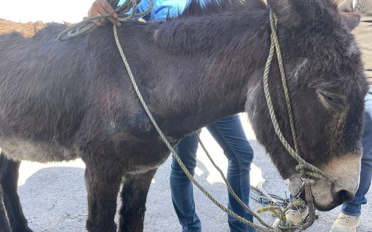 Aseguran burro por denuncias de maltrato animal en Delicias; el dueño es reincidente