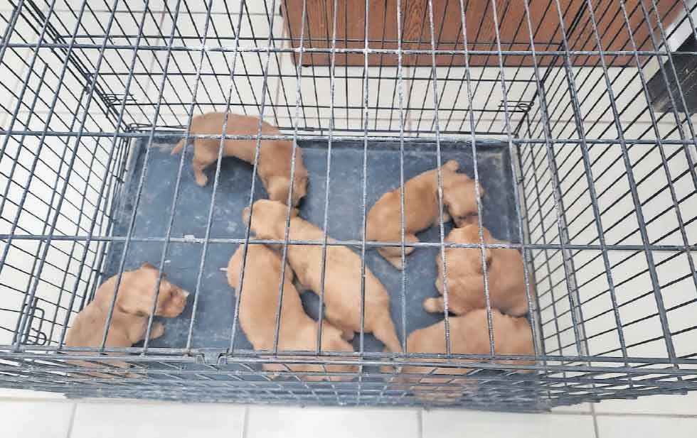 Han multado a 62 por maltrato animal