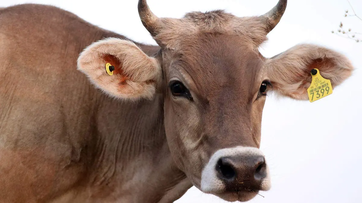 Productores buscan alternativas de mercado para el ganado de Chihuahua antes prolongado cierre de la frontera con EU